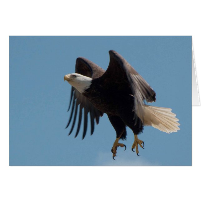 Bald Eagle vliegt met wetten uitgebreid (Voorkant Horizontaal)