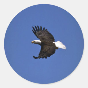 Bald Eagle vliegt over blauwe lucht Ronde Sticker