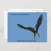 Bald Eagle Vlucht Collectie II Briefkaart (Voorkant / Achterkant)