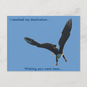 Bald Eagle Vlucht Collectie II Briefkaart