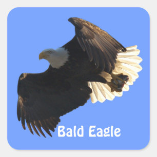Bald Eagle Vlucht Collectie II Stickers