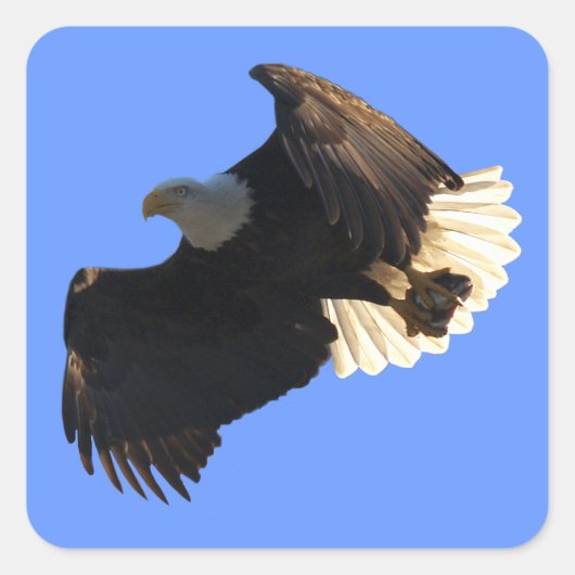 Bald Eagle Vlucht Collectie II Stickers (Voorkant)