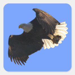 Bald Eagle Vlucht Collectie II Stickers