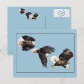 Bald Eagle Vlucht op blauw Briefkaart (Voorkant / Achterkant)