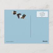 Bald Eagle Vlucht op blauw Briefkaart (Achterkant)