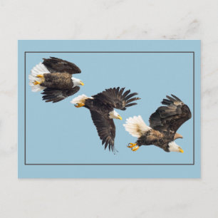 Bald Eagle Vlucht op blauw Briefkaart