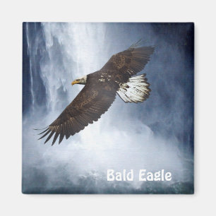 Bald Eagle & Waterfall Wildlife Natuur Magnet