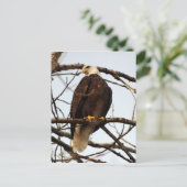Bald Eagle Waterverf Briefkaart (Staand voorkant)