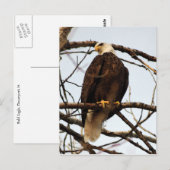Bald Eagle Waterverf Briefkaart (Voorkant / Achterkant)