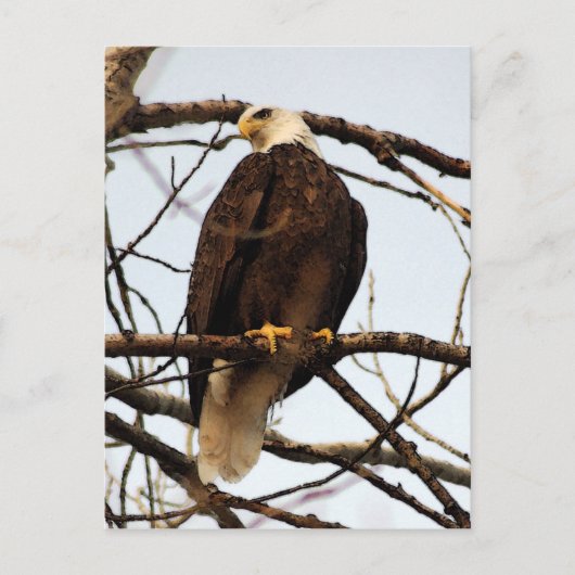 Bald Eagle Waterverf Briefkaart (Voorkant)