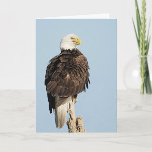 Bald Eagle Wenskaart Kaart