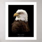 Bald Eagle Wildlife Poster Print (Voorkant)