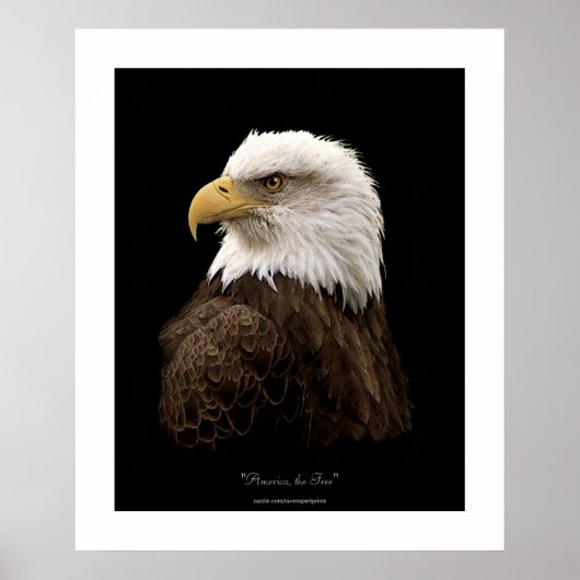 Bald Eagle Wildlife Poster Print (Voorkant)
