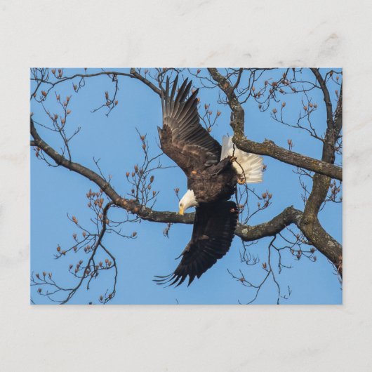 Bald Eagle Wing Drop Briefkaart (Voorkant)