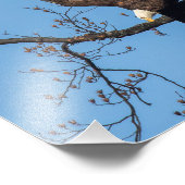 Bald Eagle Wing Drop Foto Afdruk (Hoek)