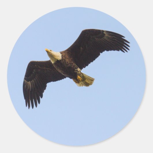 Bald Eagle Wings Ronde Sticker (Voorkant)