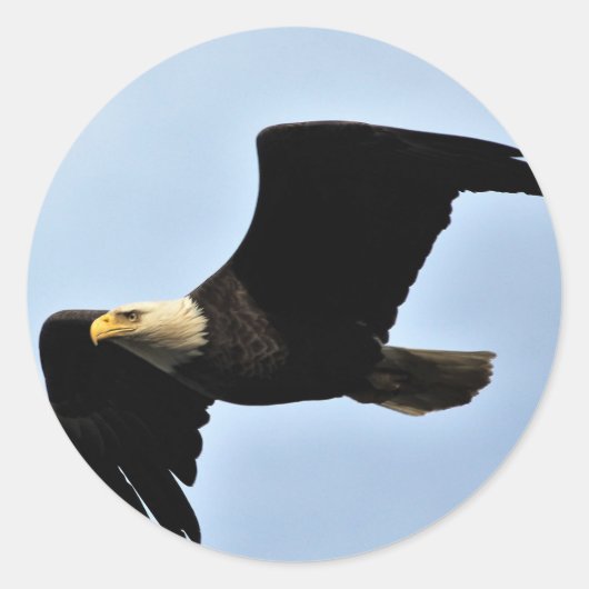 Bald Eagle Wingspan Ronde Sticker (Voorkant)