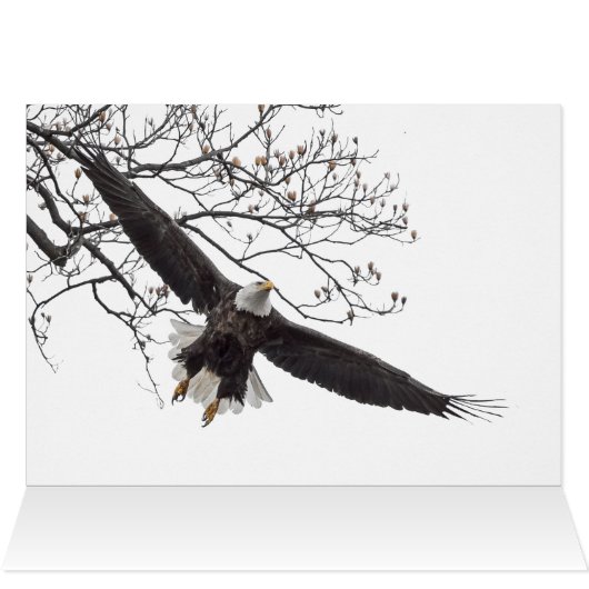 Bald Eagle Wingspread (Binnen Horizontaal (Boven))