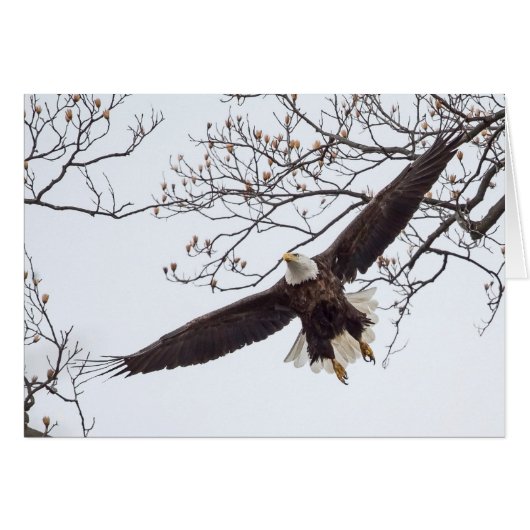 Bald Eagle Wingspread (Voorkant Horizontaal)