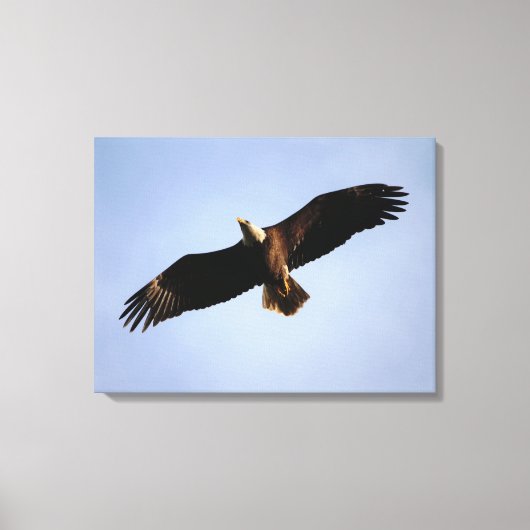 Bald Eagle Wingspread Canvas Afdruk (Voorkant)