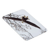 Bald Eagle Wingspread Magneet (Rechterzijde)