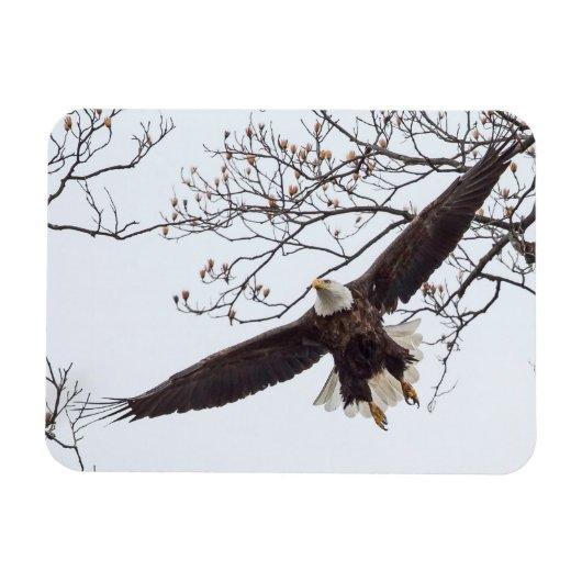 Bald Eagle Wingspread Magneet (Horizontaal)