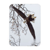 Bald Eagle Wingspread Magneet (Verticaal)