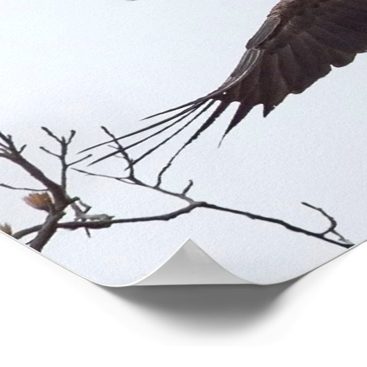 Bald Eagle Wingspread Poster (Hoek)