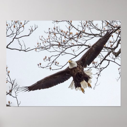 Bald Eagle Wingspread Poster (Voorkant)
