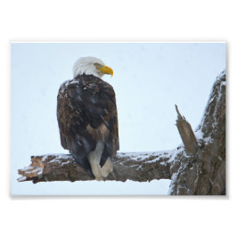 Bald Eagle Winter Foto Foto Afdruk