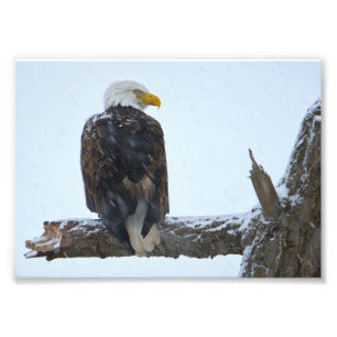 Bald Eagle Winter Foto Foto Afdruk