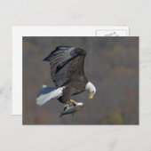 Bald Eagle with a fish Briefkaart (Voorkant / Achterkant)