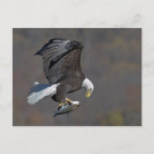 Bald Eagle with a fish Briefkaart (Voorkant)