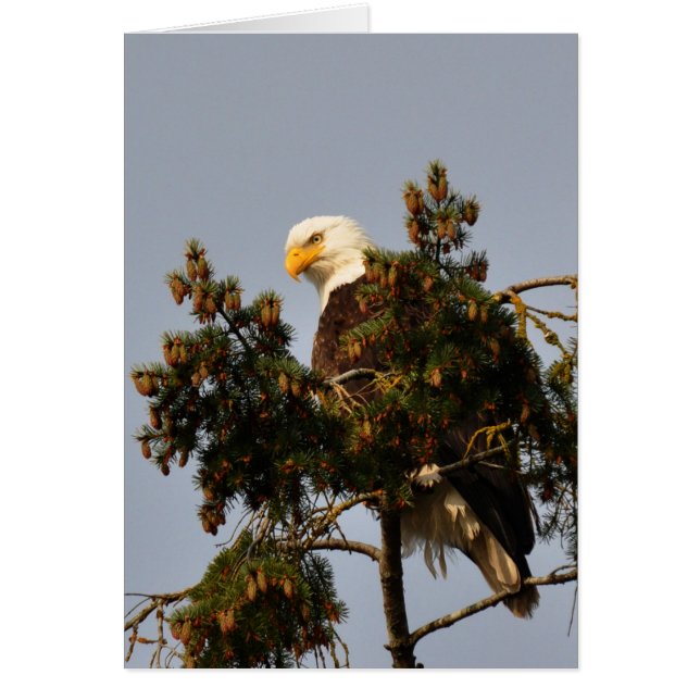 Bald Eagle Zitten in een koeienboom (Voorkant)