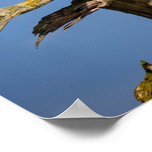 Bald Eagle, Zuidelijke Golfeilanden, BC Poster (Hoek)