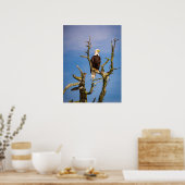 Bald Eagle, Zuidelijke Golfeilanden, BC Poster (Keuken)