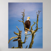Bald Eagle, Zuidelijke Golfeilanden, BC Poster (Voorkant)