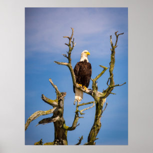 Bald Eagle, Zuidelijke Golfeilanden, BC Poster