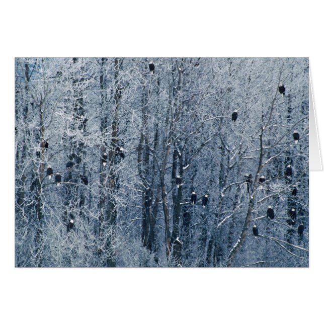 Bald Eagles (Voorkant Horizontaal)