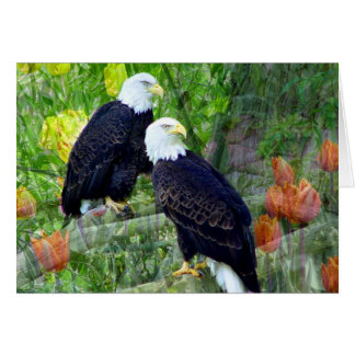 Bald Eagles