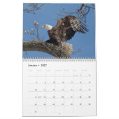 Bald Eagles 2026 Kalender (Jan 2027)