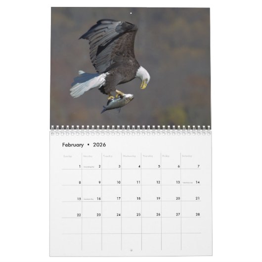 Bald Eagles 2026 Kalender (Feb 2026)