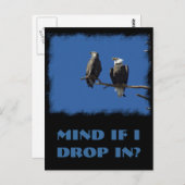 Bald Eagles Briefkaart (Voorkant / Achterkant)
