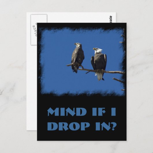 Bald Eagles Briefkaart (Voorkant / Achterkant)
