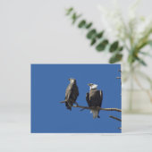 Bald Eagles Briefkaart (Staand voorkant)