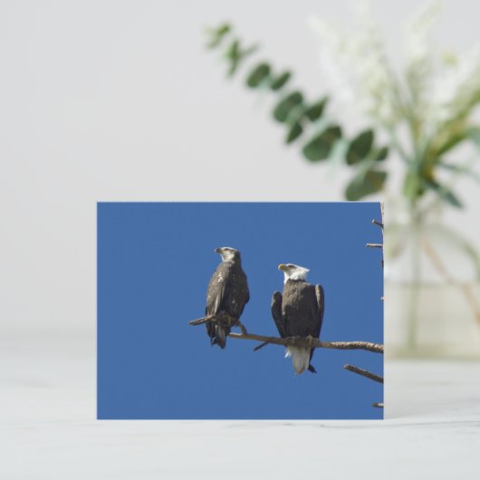 Bald Eagles Briefkaart (Staand voorkant)