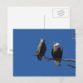 Bald Eagles Briefkaart (Voorkant / Achterkant)