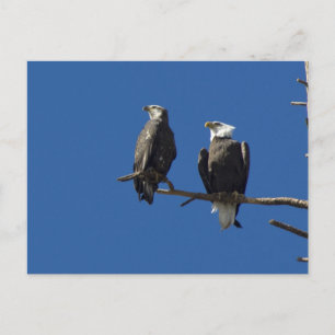 Bald Eagles Briefkaart