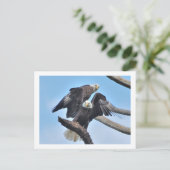 Bald Eagles Briefkaart (Staand voorkant)