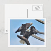 Bald Eagles Briefkaart (Voorkant / Achterkant)
